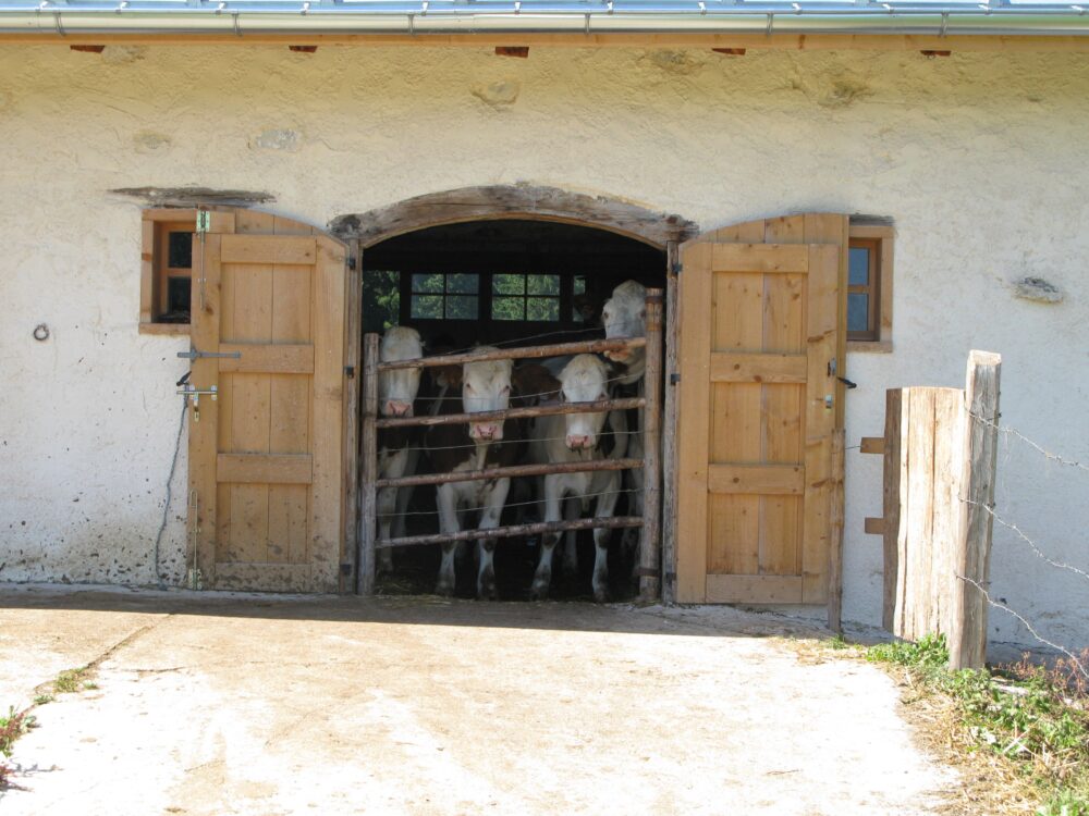 Vaches à l'étable