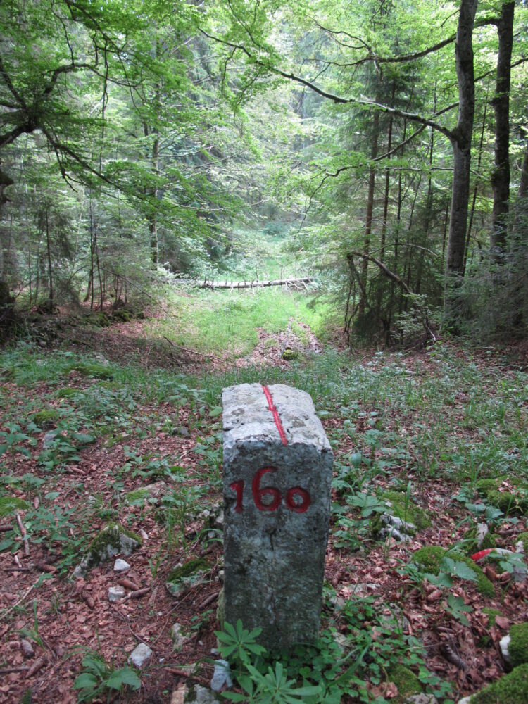 Borne en forêt