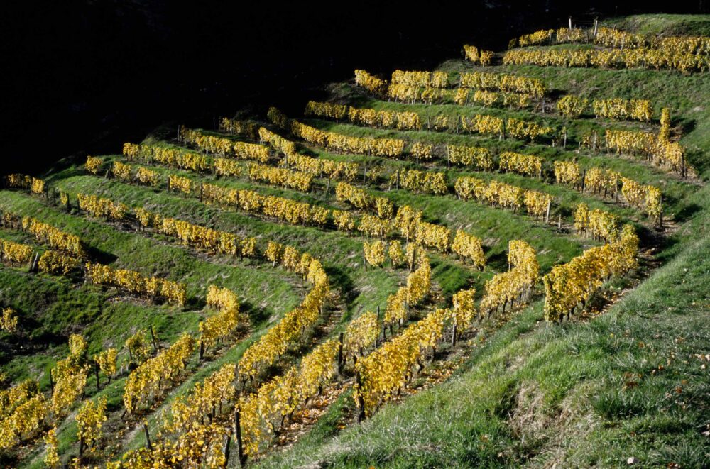 Vignes à Château-Chalon