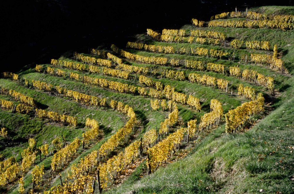 Les vignes