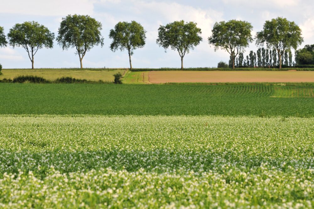 ...aux plaines cultivées