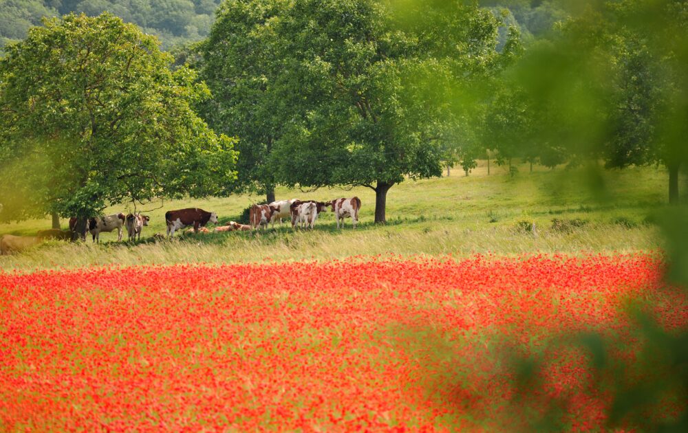 Un paysage de polyculture