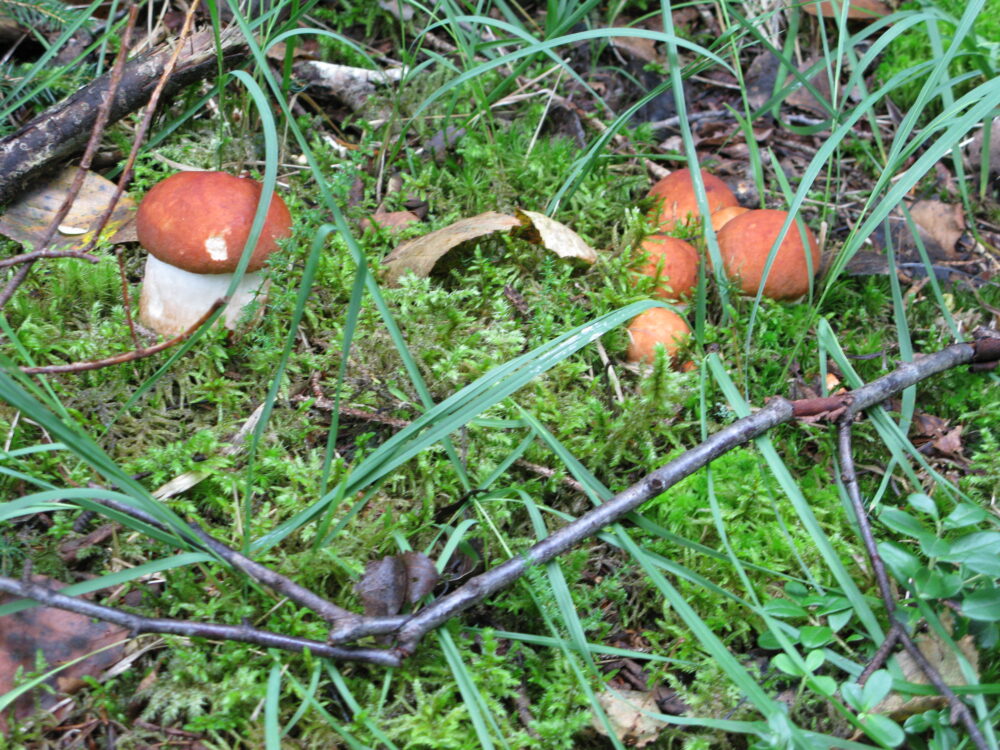 Le temps des champignons