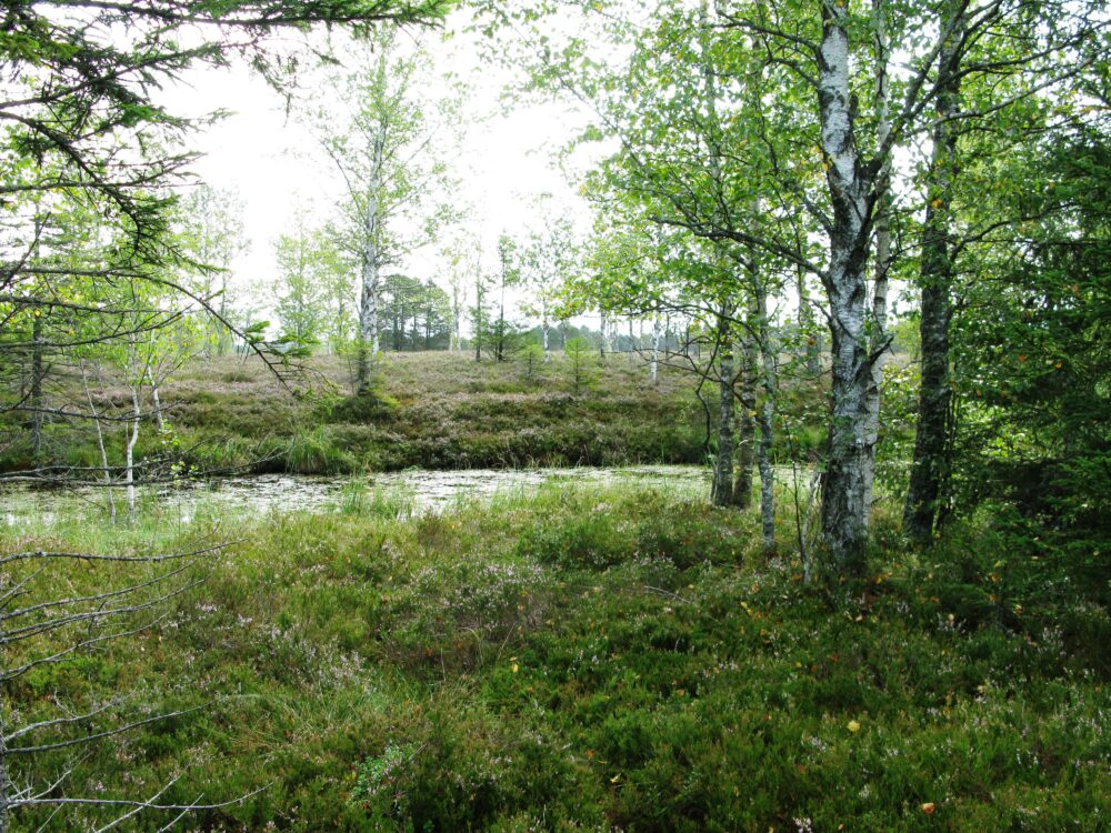 Paysage de tourbières