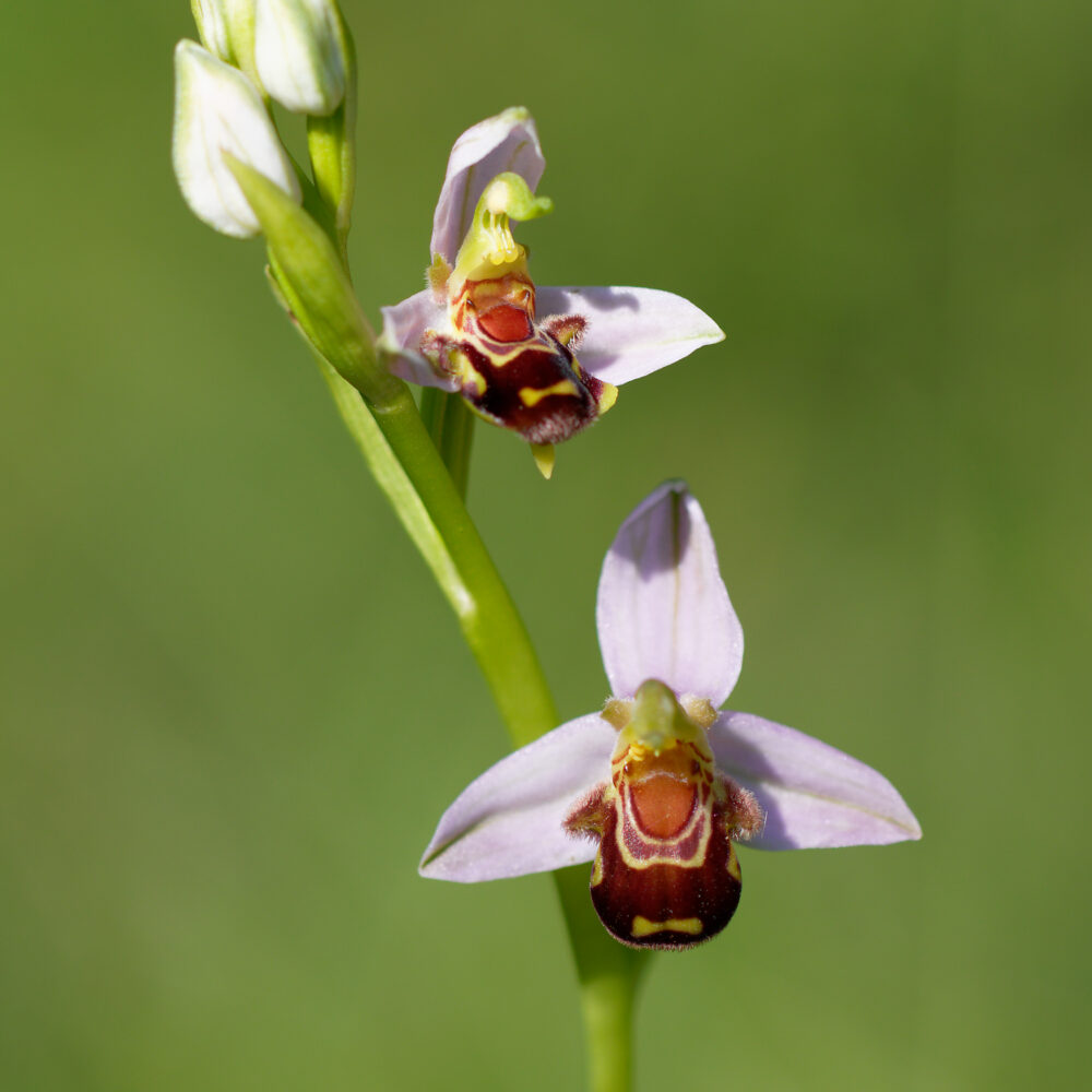 Orchidée Ophrys
