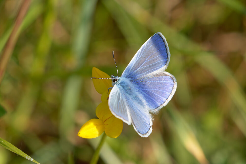 Papillon Argus