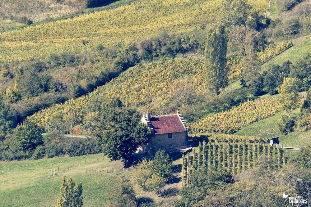 Vignes à Gizia