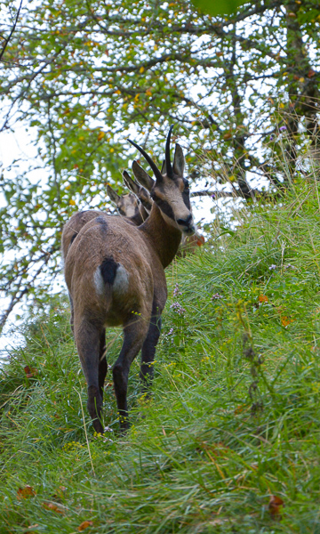 Chamois randonneurs...