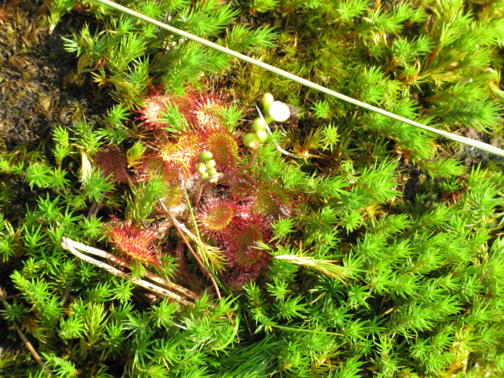 La droséra, plante carnivore des tourbières