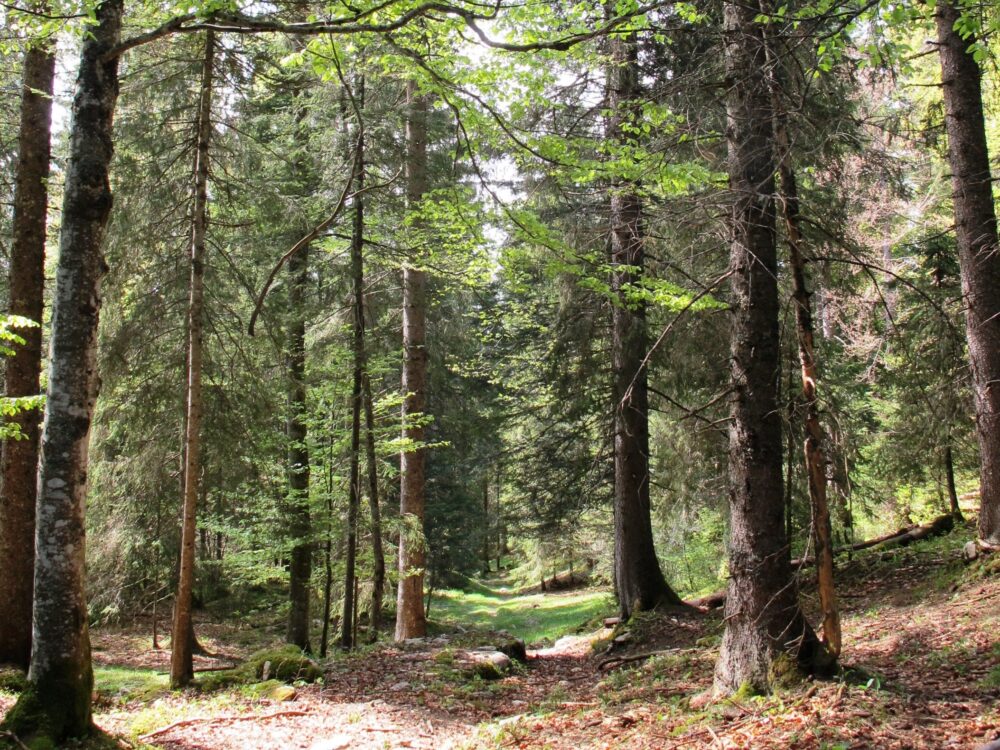 Des bois habités...