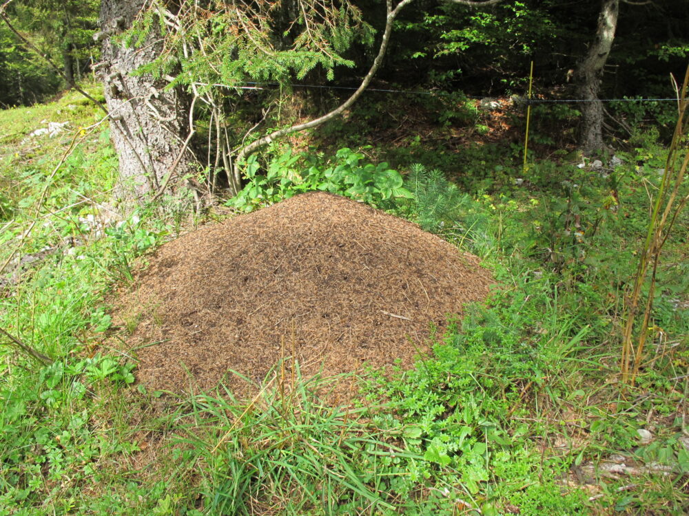 Fourmilière dans les bois