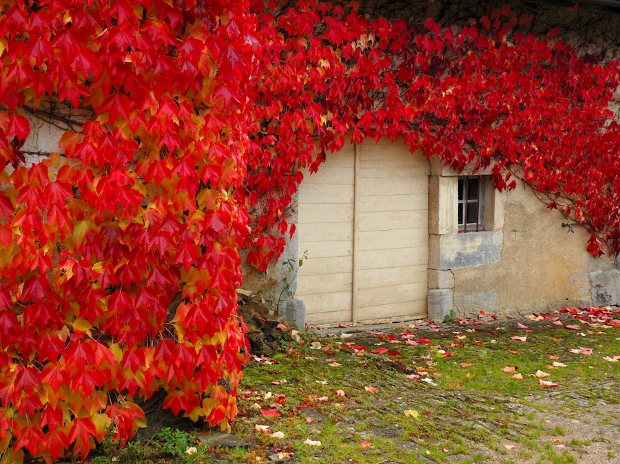 Couleurs d'automne