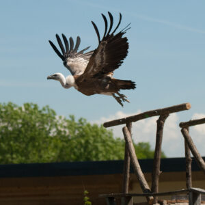 ViaCluny.fr Jura Faune rapace tourisme visiter