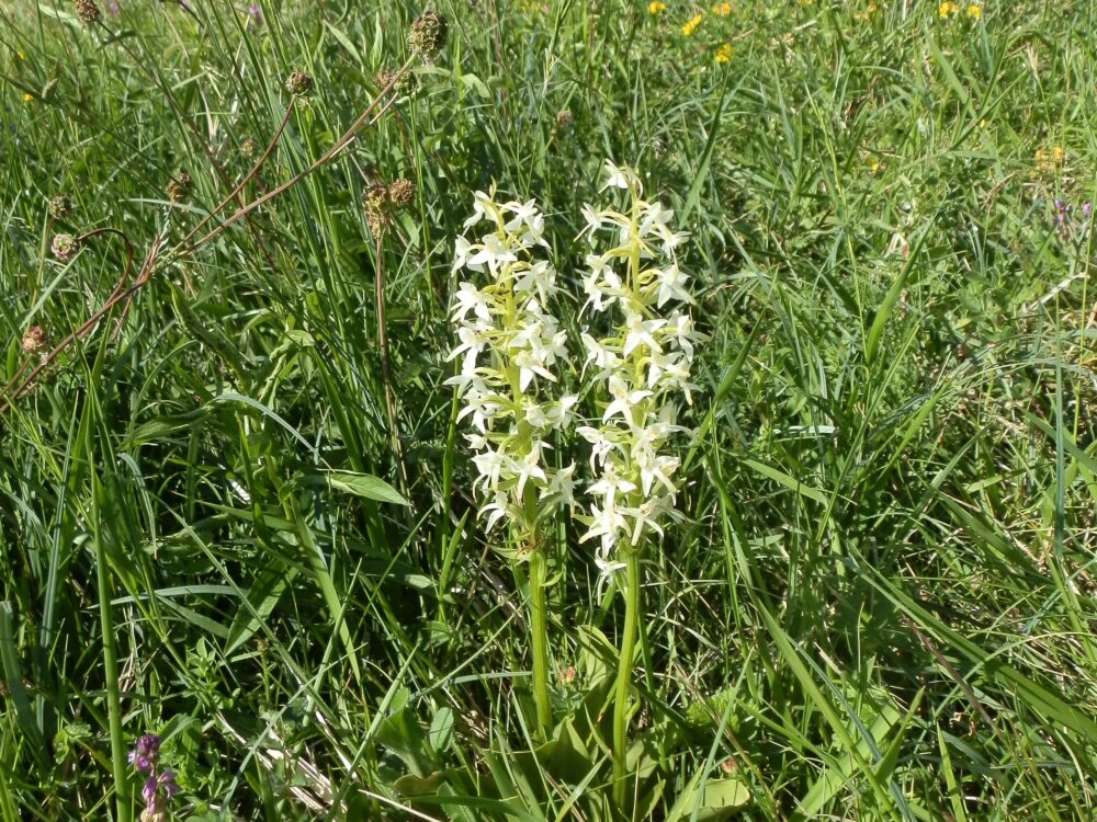 Orchidées sur le plateau de Mancy