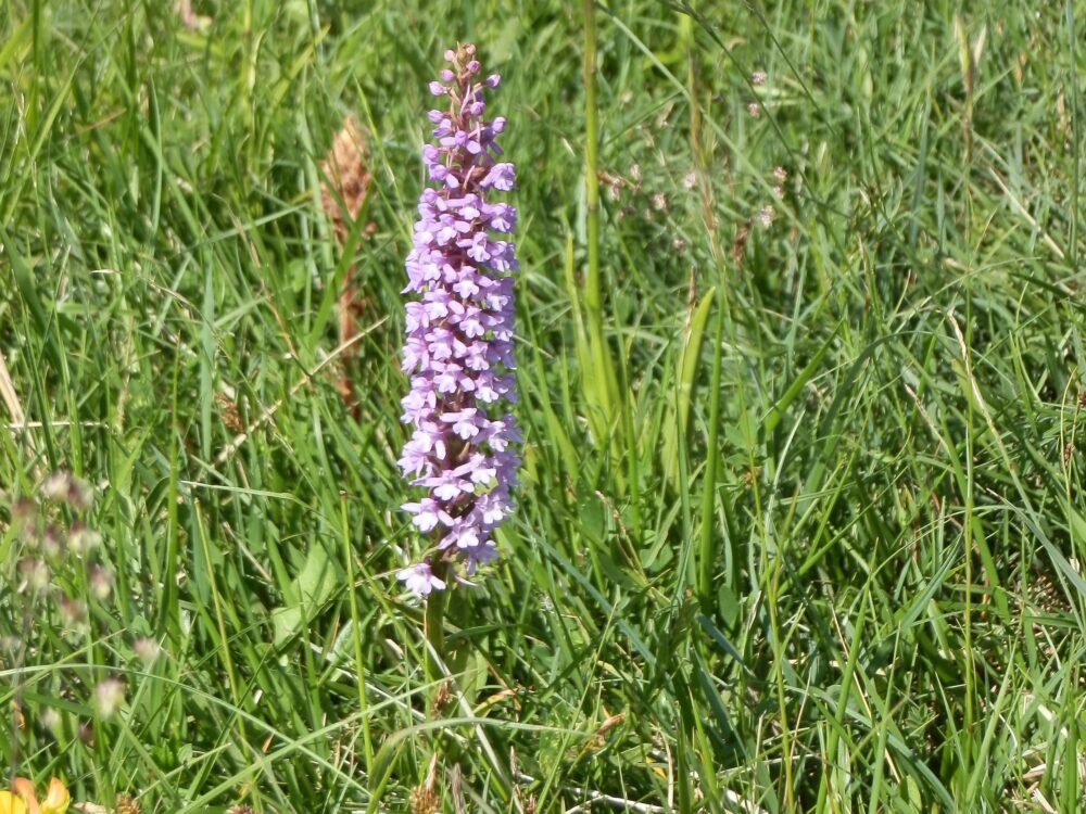 Orchidées sur le plateau de Mancy