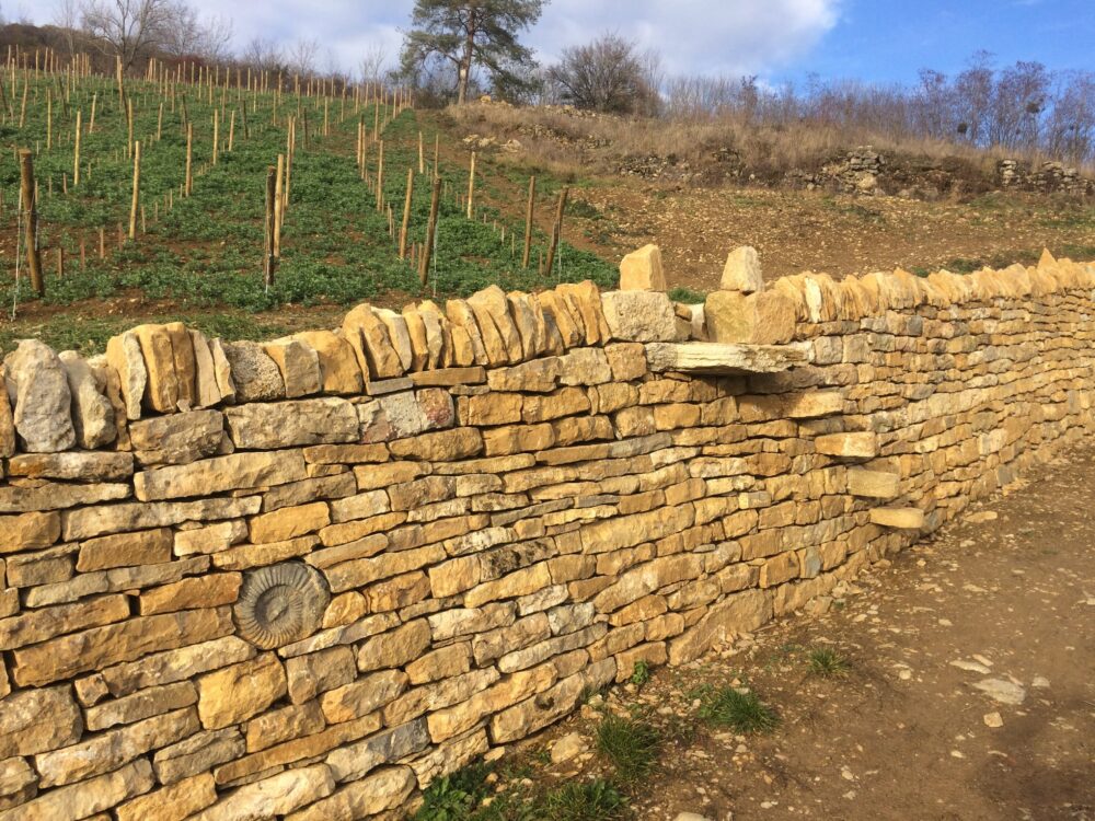 Mur remonté dans les vignes du domaine Pignier