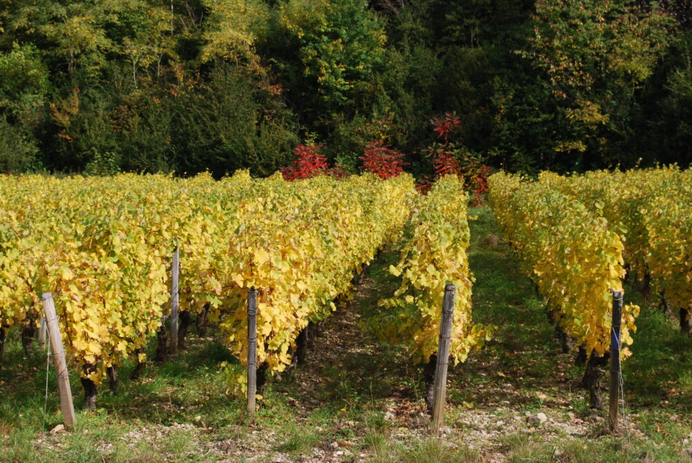 Vignes de Poligny en automne