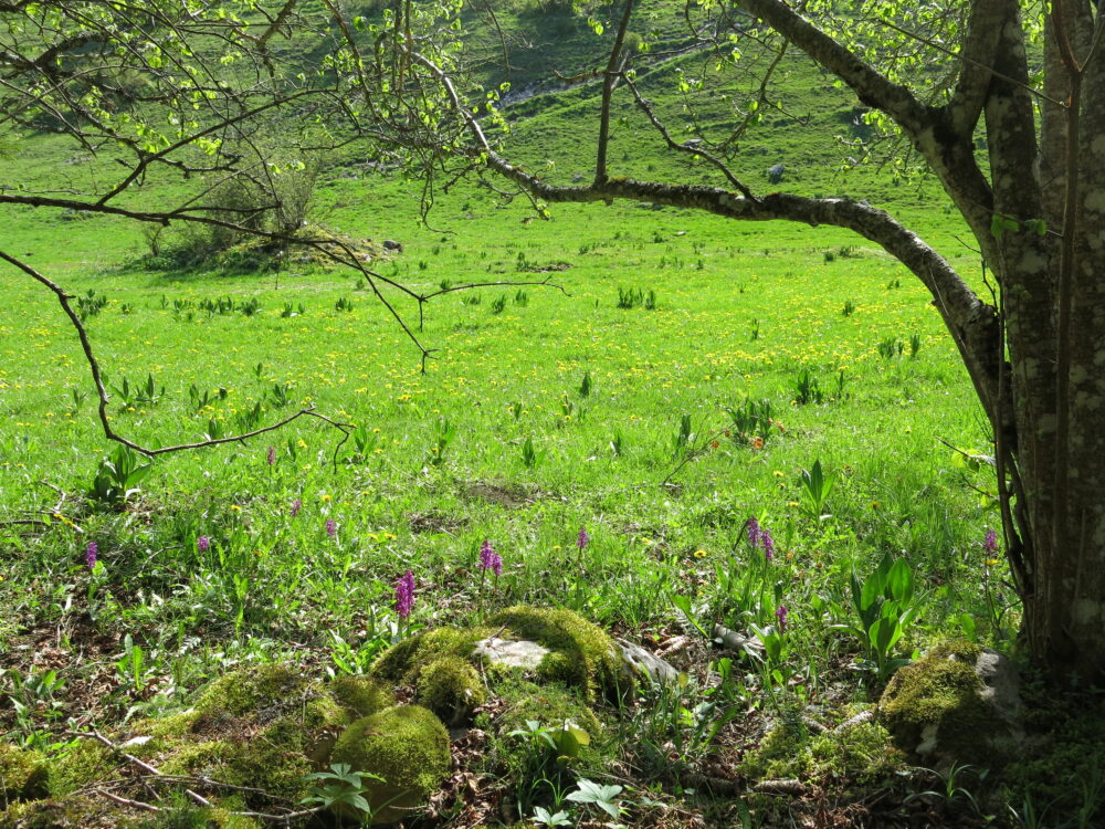 Le temps du printemps