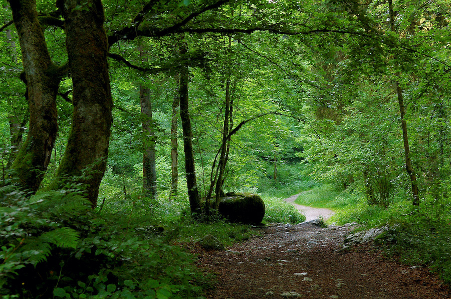 Au cœur de la forêt