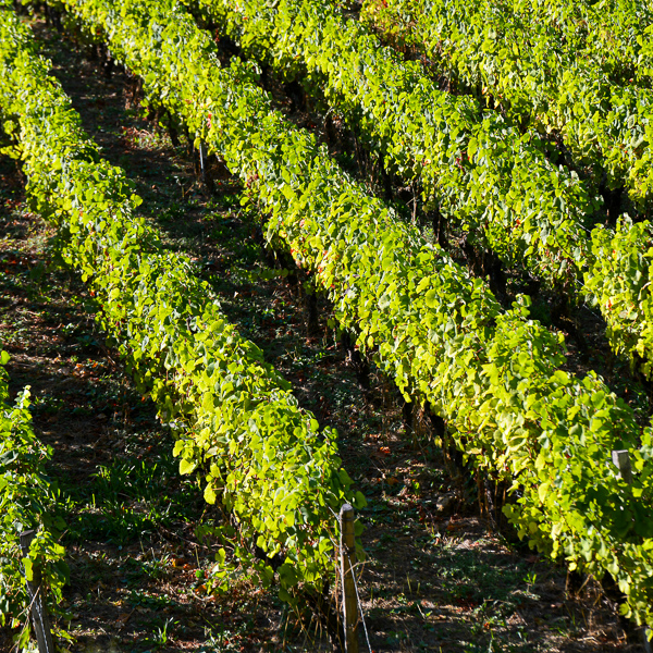 Vignes à proximité de Poigny