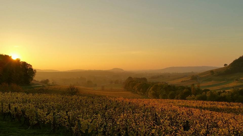 Vignoble de Château-Chalon