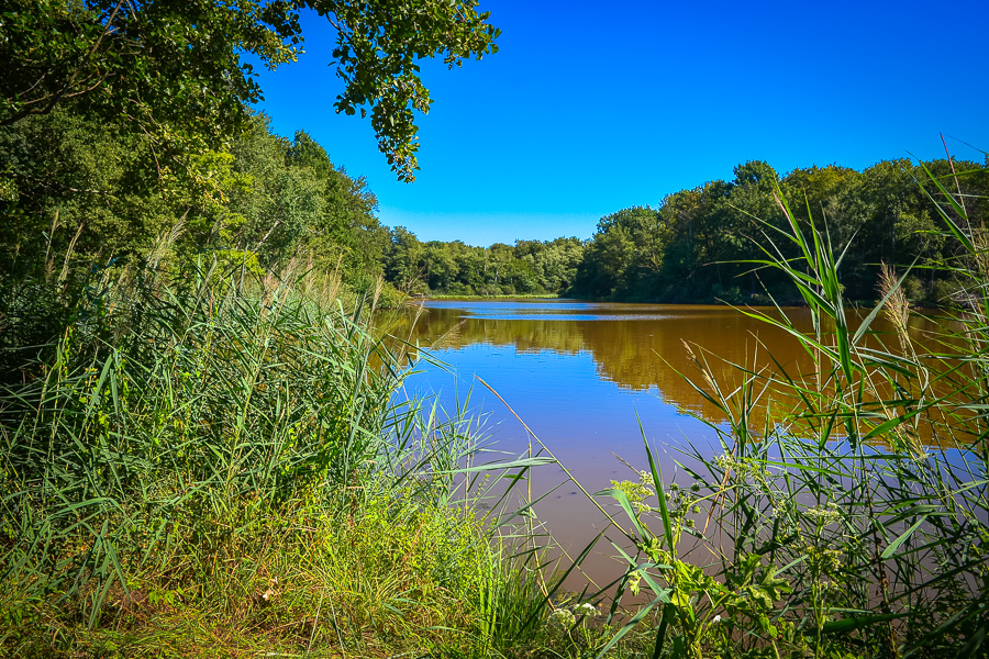 Etang de Bresse