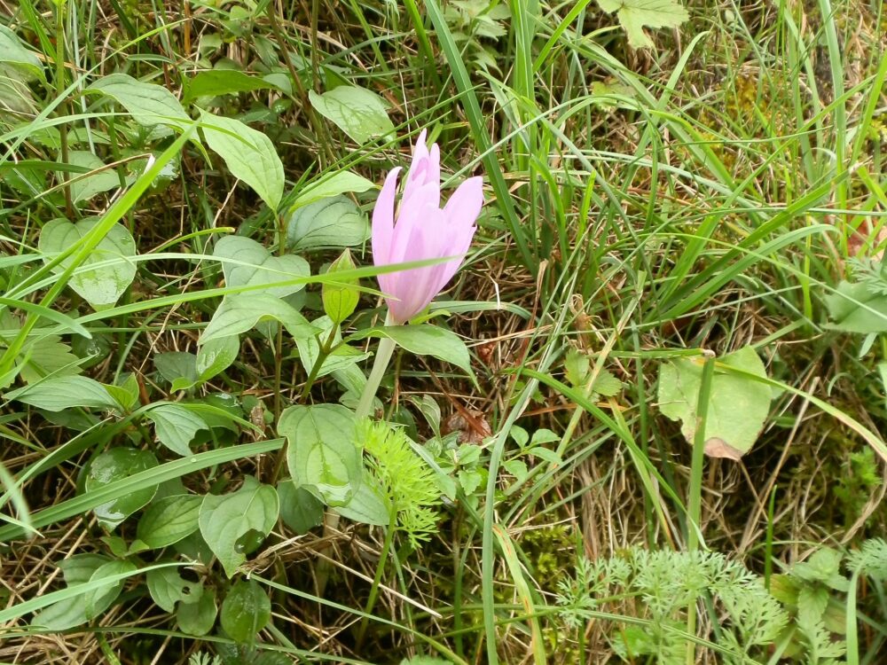 Crocus en bord du lac