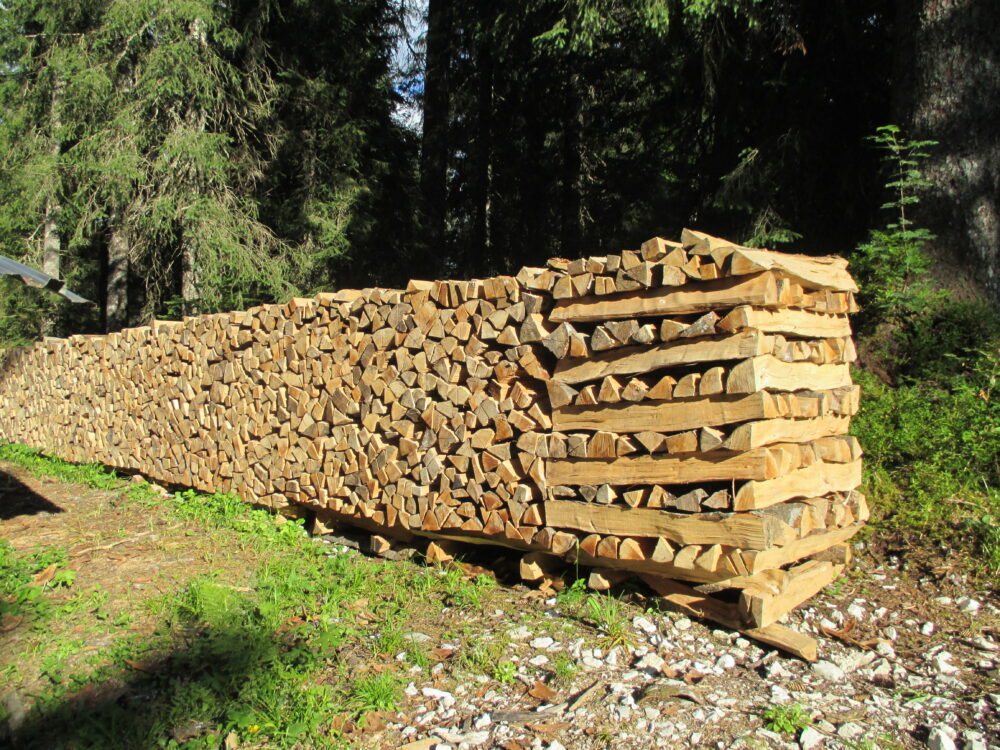 Dans la forêt