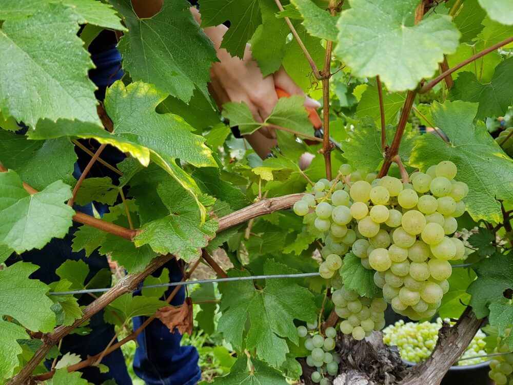 Scène de vendange à Arbois