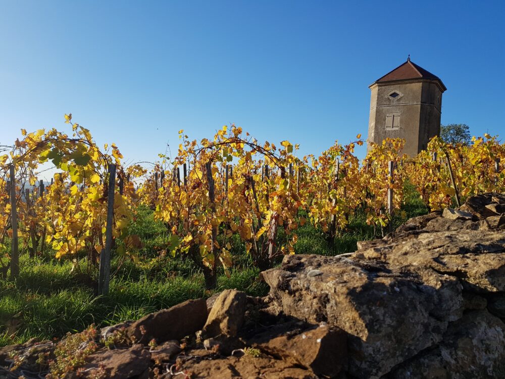 Vignes à Arbois et tour du Curon