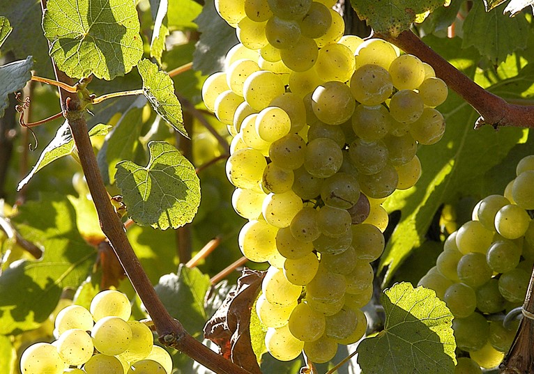 Chardonnay