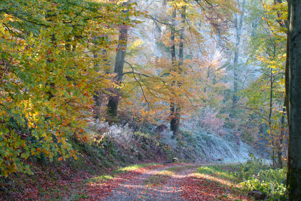 Chemin de sous-bois