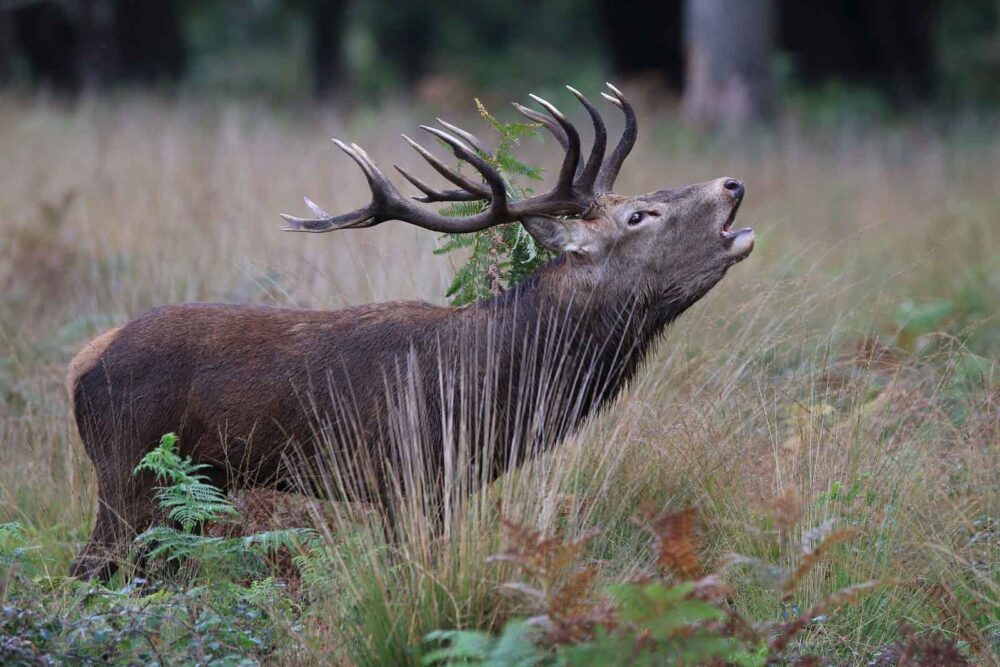 Cerf élaphe