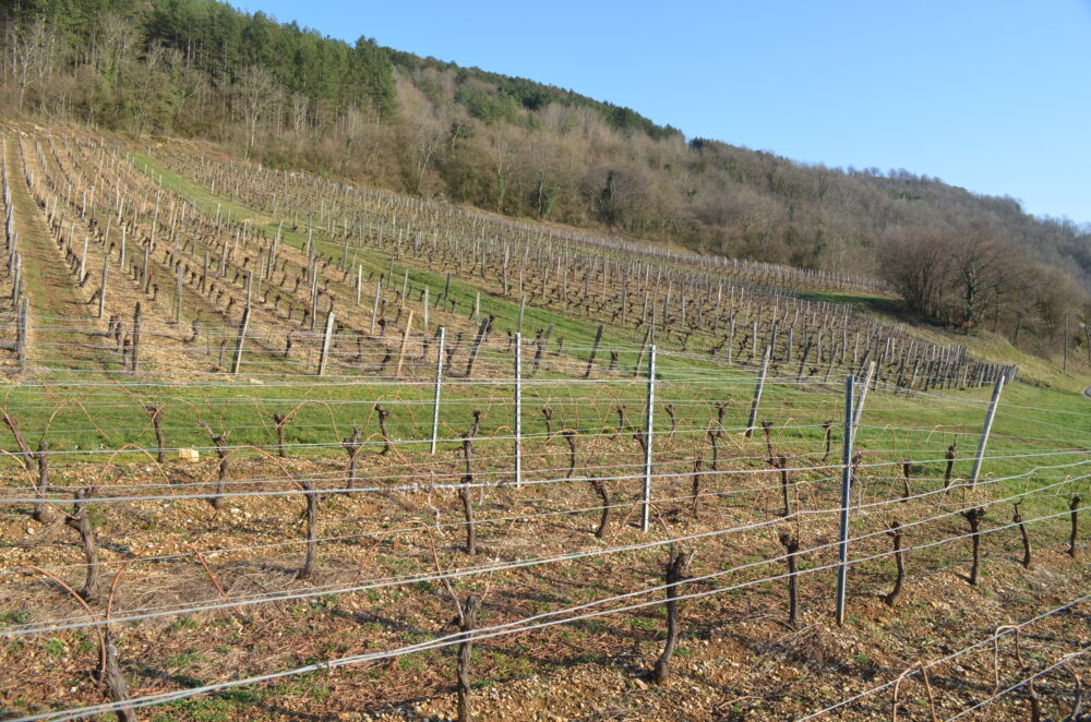 Vignes entre Saint-Laurent-la-Roche et Rotalier