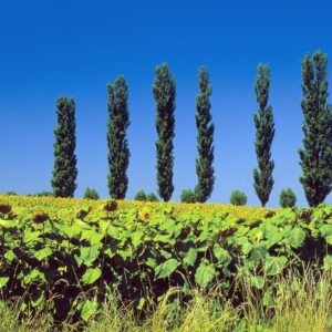 ViaCluny.fr Jura Sud Revermont patrimoine villages tourisme vignoble