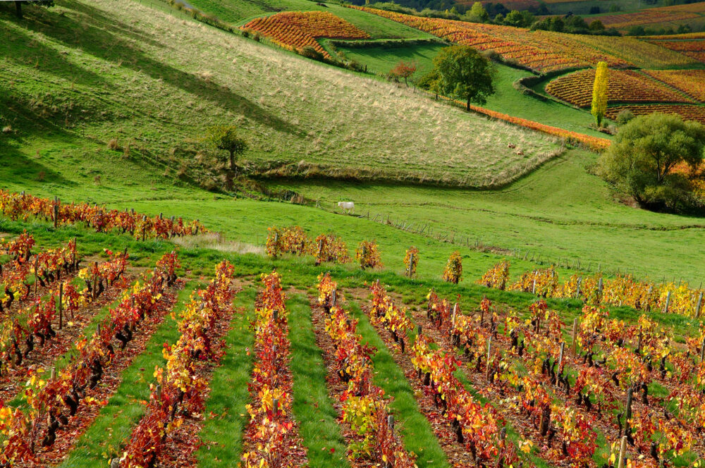 Un paysage de vignes et vallons