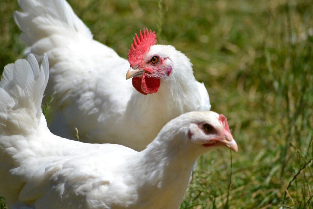 Coq et poule de Bresse