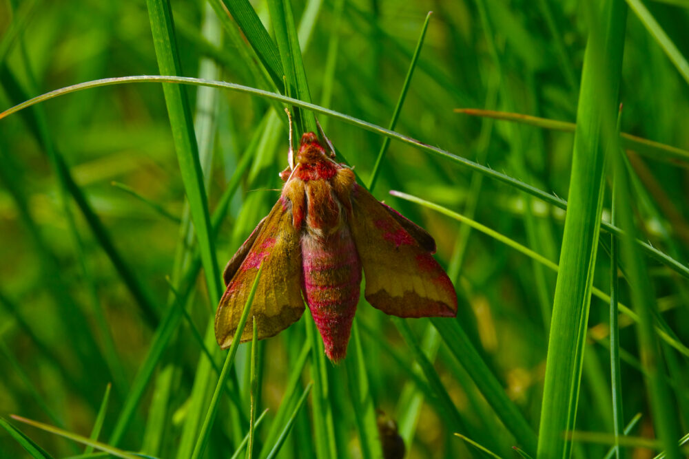 Deilephila Porcell à Saint-Laurent-la-Roche