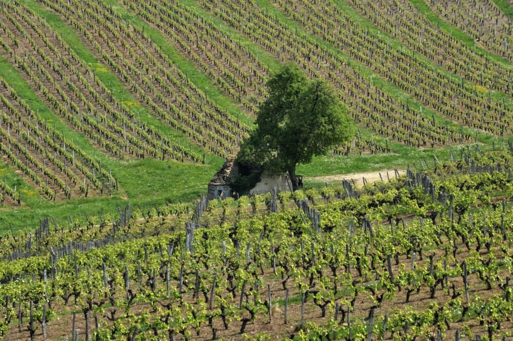 Dans les vignes