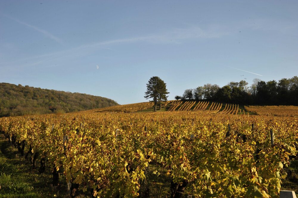 Un village réputé pour son vignoble