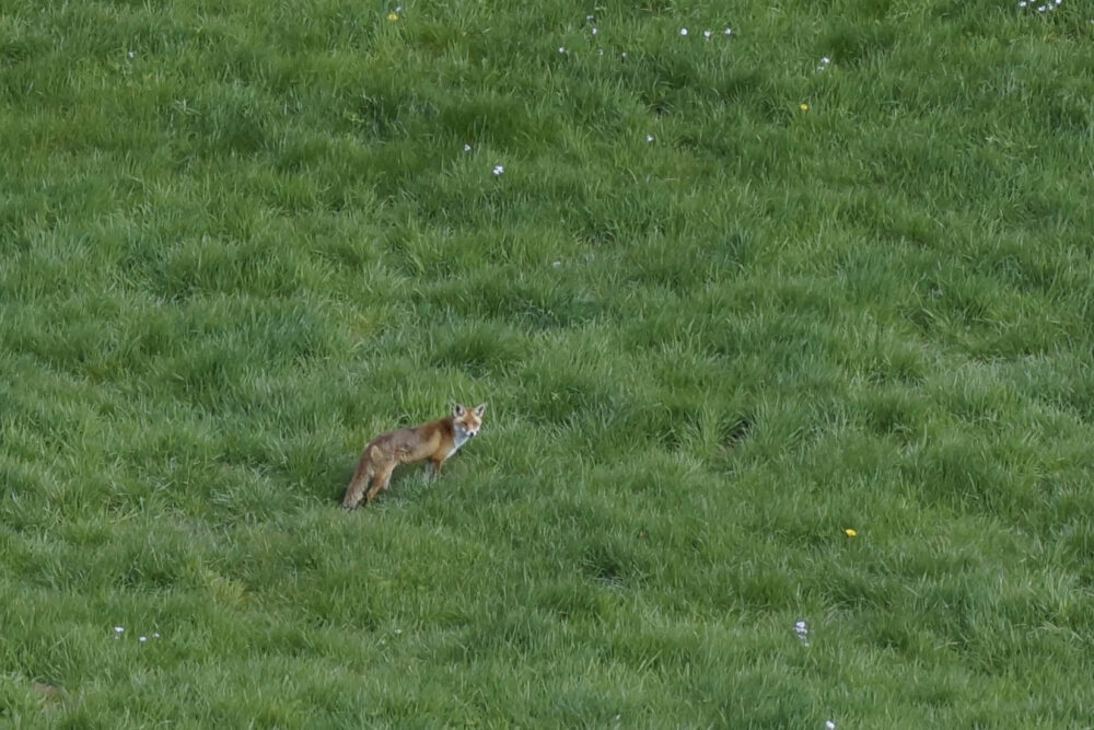 Renard