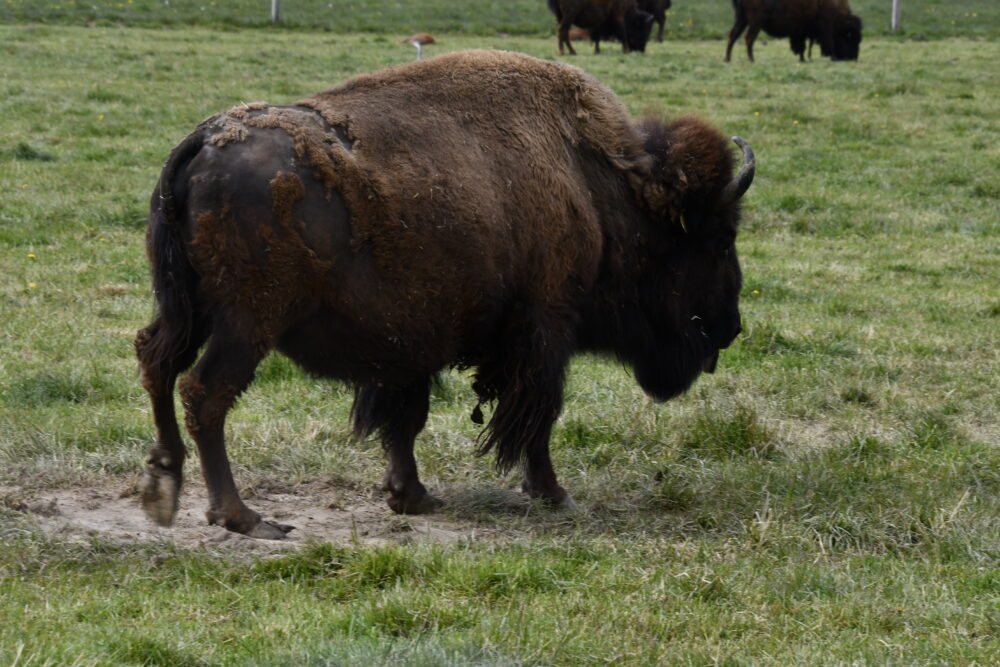 Elevage de bisons à Avenches