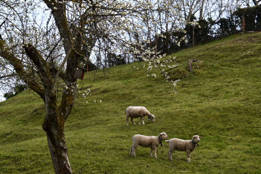 Sur le chemin...