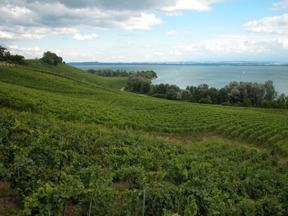 Vignes au-dessus de l'abbaye