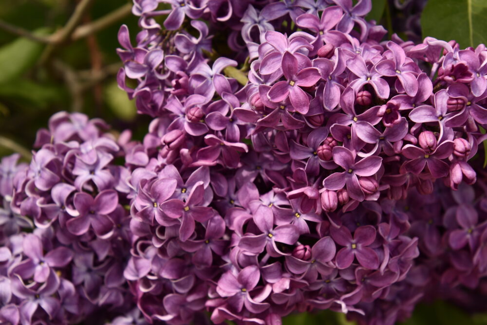 Lilas en fleurs