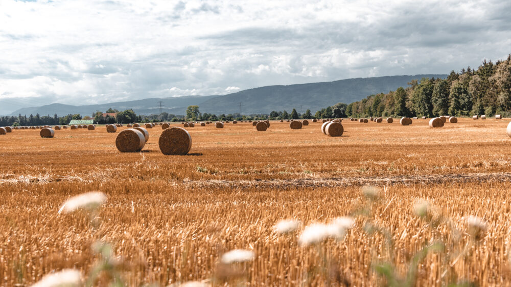 Paysage à Ins