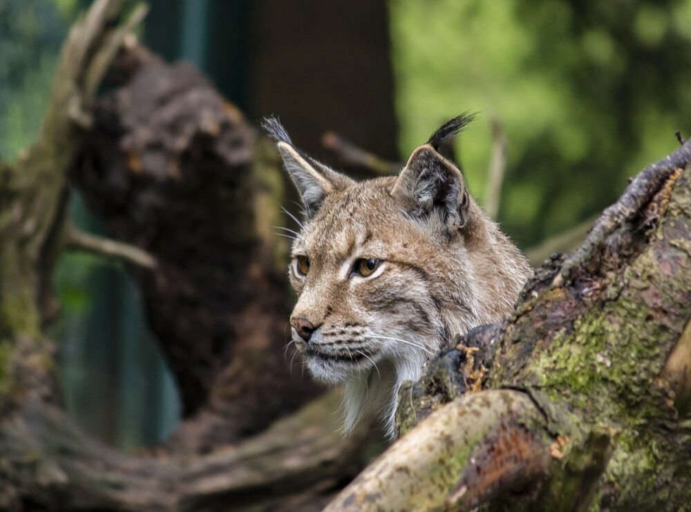 Lynx