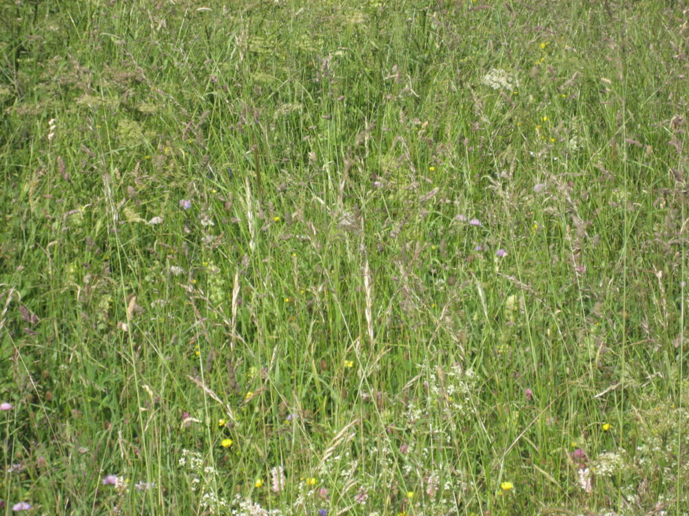 Un peu de verdure...