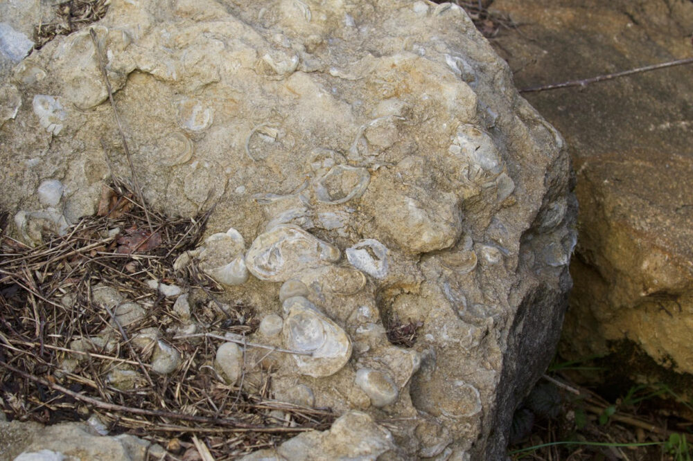 Calcaire à gryphées