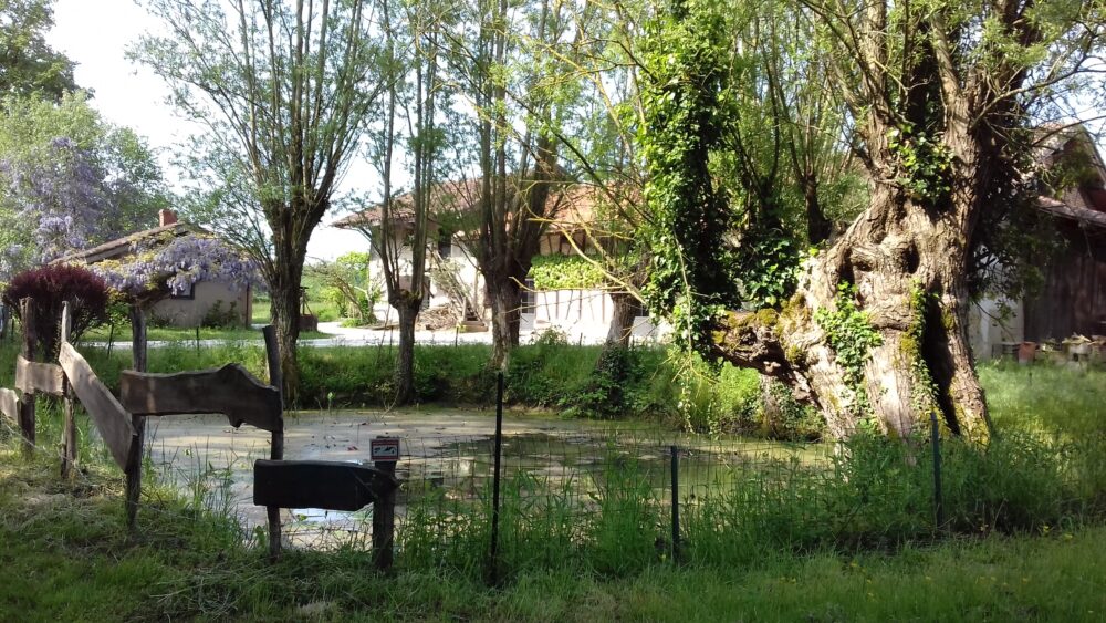 Ferme bressane, saules et mare